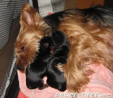 Biete Yorkshire Terrier