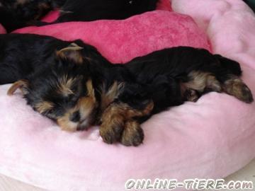 Biete Yorkshire Terrier