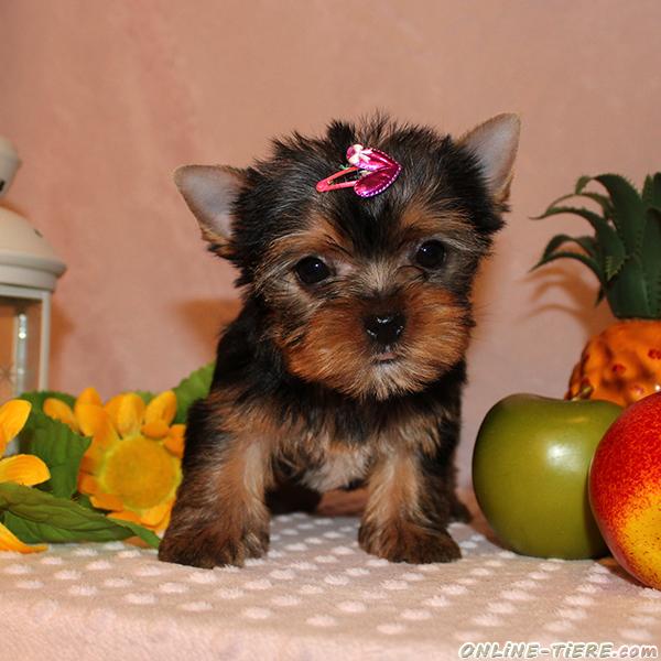 Yorkshire Terrier Welpen 38302 Wolfenbüttel Hunde zu verkaufen 24157 Kleinanzeigen