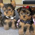 Biete Yorkshire Terrier