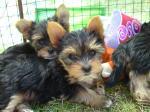 Biete Yorkshire Terrier