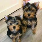 Biete Yorkshire Terrier