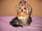 Biete Yorkshire Terrier