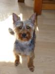 Biete Yorkshire Terrier