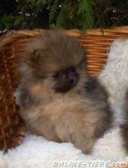 Biete Zergspitzwelpen / Pomeranian