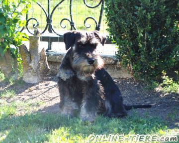 Biete Zwergschnauzer Schwarz Silber