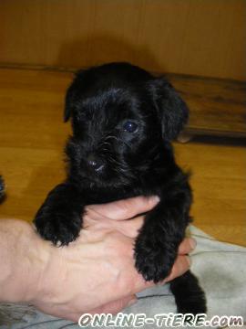 Biete Zwergschnauzer