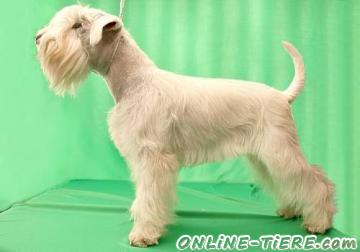 Biete Zwergschnauzer