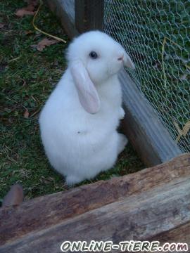 Biete Zwergwidder H&Auml;SIN in Wei&szlig; mit blauen Augen RT ST