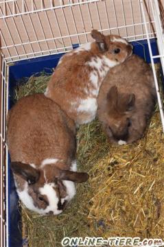 Biete Zwergwidder, Zwergkaninchen, L&ouml;wenkopfkaninchen